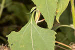 Yellow crownbeard